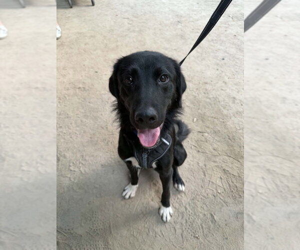 Medium Photo #4 Labrador Retriever-Unknown Mix Puppy For Sale in Mundelein, IL, USA