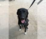 Small #3 Labrador Retriever Mix