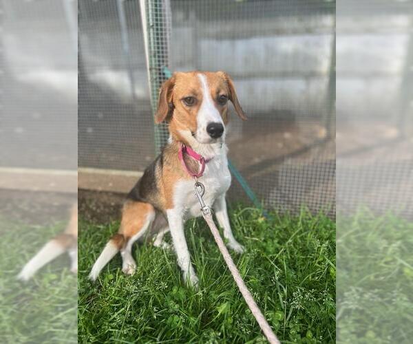 Medium Photo #4 Beagle-Unknown Mix Puppy For Sale in Wakefield, RI, USA