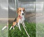 Small #3 Beagle Mix