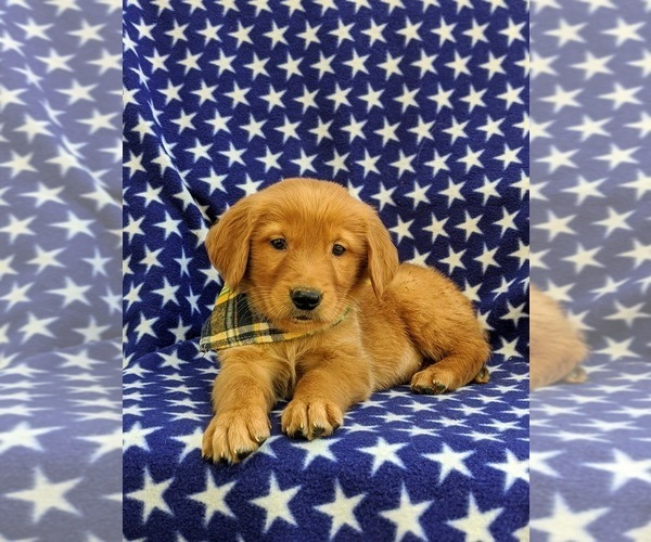 Medium Photo #6 Golden Retriever Puppy For Sale in CHRISTIANA, PA, USA