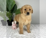 Small #4 Golden Retriever