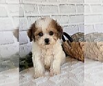 Small #21 Poodle (Toy)