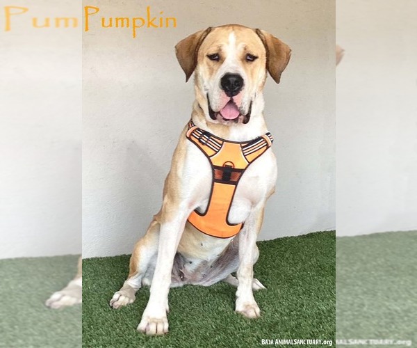 Medium Photo #1 Mastiff-Unknown Mix Puppy For Sale in San Diego, CA, USA