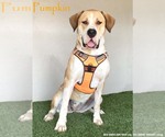 Small Mastiff Mix