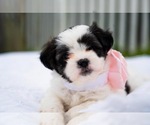 Puppy 1 Maltipoo