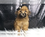 Puppy Snickerdoodle Poodle (Toy)