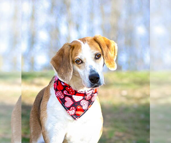 Medium Photo #1 Mutt Puppy For Sale in Unionville, PA, USA