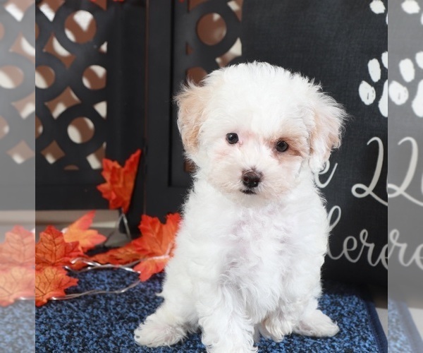 Medium Photo #2 Bichpoo Puppy For Sale in MOUNT VERNON, OH, USA
