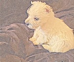 Small West Highland White Terrier