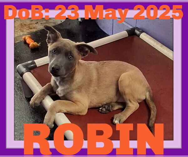 Medium Photo #4 German Shepherd Dog-Unknown Mix Puppy For Sale in Sebec, ME, USA