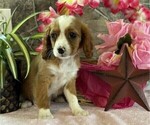 Small #2 Cavapoo