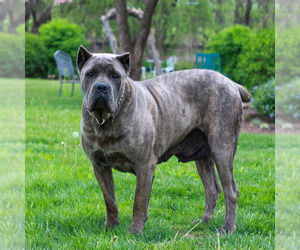 Mother of the Cane Corso puppies born on 02/28/2026