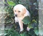 Small Photo #2 Labrador Retriever Puppy For Sale in MORGANTOWN, PA, USA
