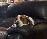 Small #1 Basset Hound