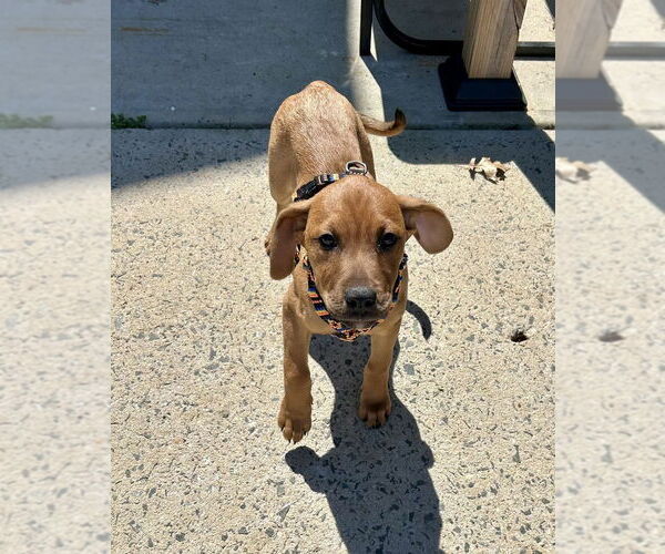 Medium Photo #1 Redbone Coonhound-Unknown Mix Puppy For Sale in Mooresville, NC, USA