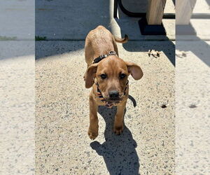 Redbone Coonhound-Unknown Mix Dogs for adoption in Mooresville, NC, USA
