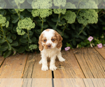 Small #13 Cocker Spaniel
