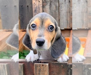 Beagle Dog for Adoption in MARSHALL, Arkansas USA
