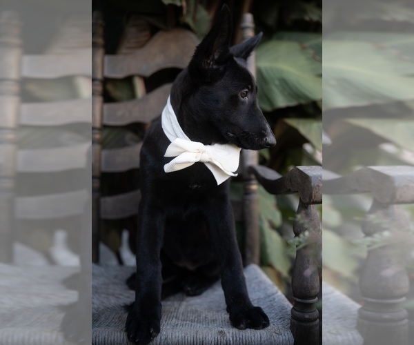 Medium Photo #3 German Shepherd Dog Puppy For Sale in HONEY BROOK, PA, USA