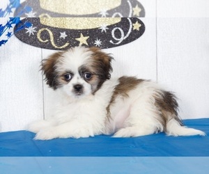 Zuchon Puppy for sale in MOUNT VERNON, OH, USA