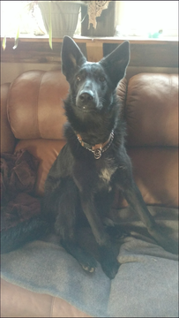 Medium Photo #1 German Shepherd Dog Puppy For Sale in AVA, MO, USA