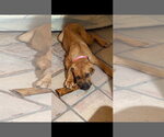 Small Photo #2 Brazilian Mastiff-Unknown Mix Puppy For Sale in Sanford, FL, USA