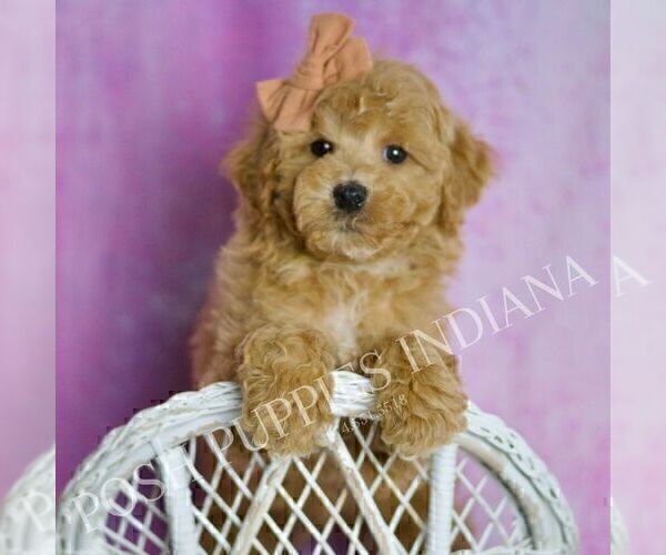 Medium Photo #93 Poodle (Miniature) Puppy For Sale in WARSAW, IN, USA