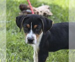 Small Beagle