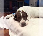 Small #1 German Shorthaired Pointer