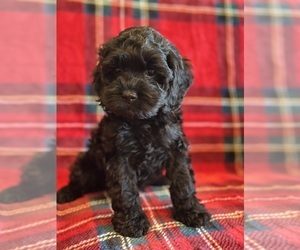 Cock-A-Poo Puppy for Sale in STEPHENVILLE, Texas USA