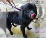 Small #1 pomeranian spitz Mix