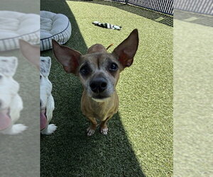 Chihuahua Dogs for adoption in Chula Vista, CA, USA