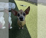 Small Chihuahua