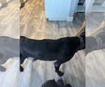 Small #9 Labrador Retriever Mix