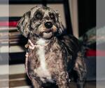 Small #1 Shih Tzu Mix