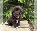 Image preview for Ad Listing. Nickname: Jasper