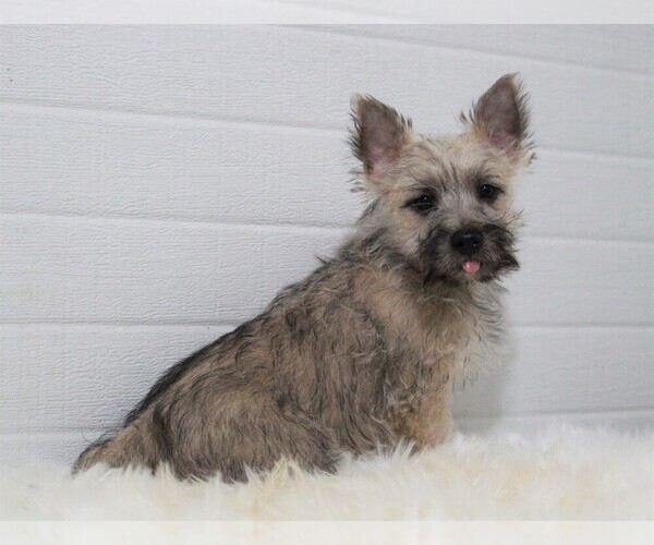 Medium Photo #2 Cairn Terrier Puppy For Sale in APPLE CREEK, OH, USA