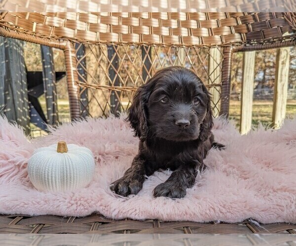Medium Photo #5 Cock-A-Poo Puppy For Sale in SALEM, MO, USA