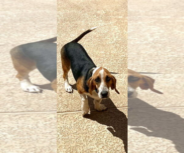 Medium Photo #2 Basset Hound-Unknown Mix Puppy For Sale in Vail, AZ, USA