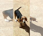 Small #1 Basset Hound Mix