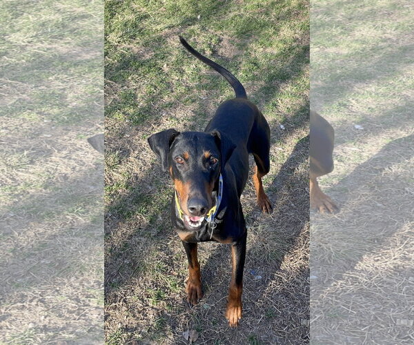 Medium Photo #6 Doberman Pinscher Puppy For Sale in Minneaoplis, MN, USA