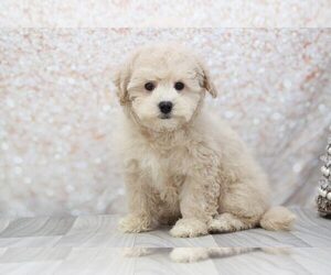 Poochon Puppy for sale in MARIETTA, GA, USA
