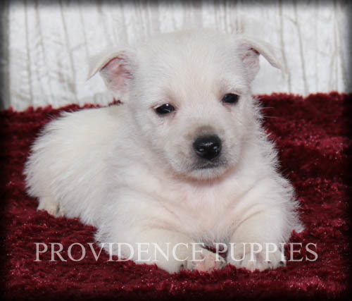 Medium Photo #11 West Highland White Terrier Puppy For Sale in COPPOCK, IA, USA