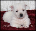 Small #10 West Highland White Terrier