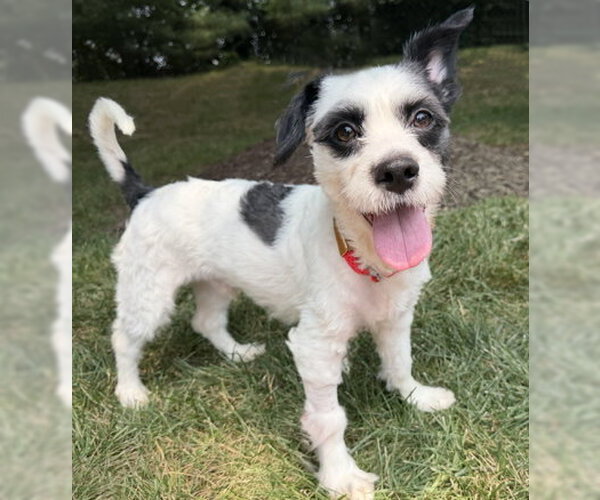 Medium Photo #2 Lhasa Apso-Parson Russell Terrier Mix Puppy For Sale in Arlington, VA, USA