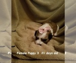 Small Photo #14 Havanese Puppy For Sale in DREXEL, MO, USA