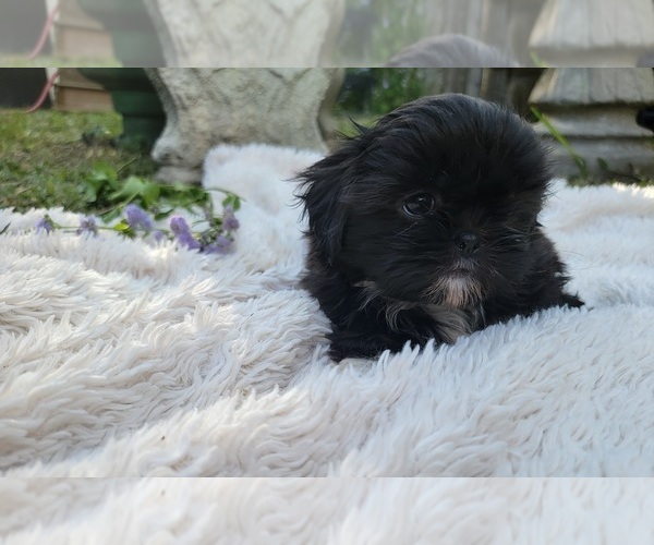 Medium Photo #13 Shih Tzu Puppy For Sale in BRANDON, FL, USA