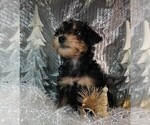 Small Photo #4 Schnoodle (Miniature) Puppy For Sale in ROLLA, MO, USA