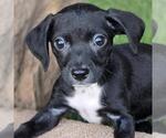 Small #5 Chihuahua-Colonial Cocker Spaniel Mix